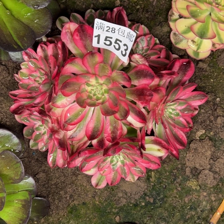 1553倾城多肉植物