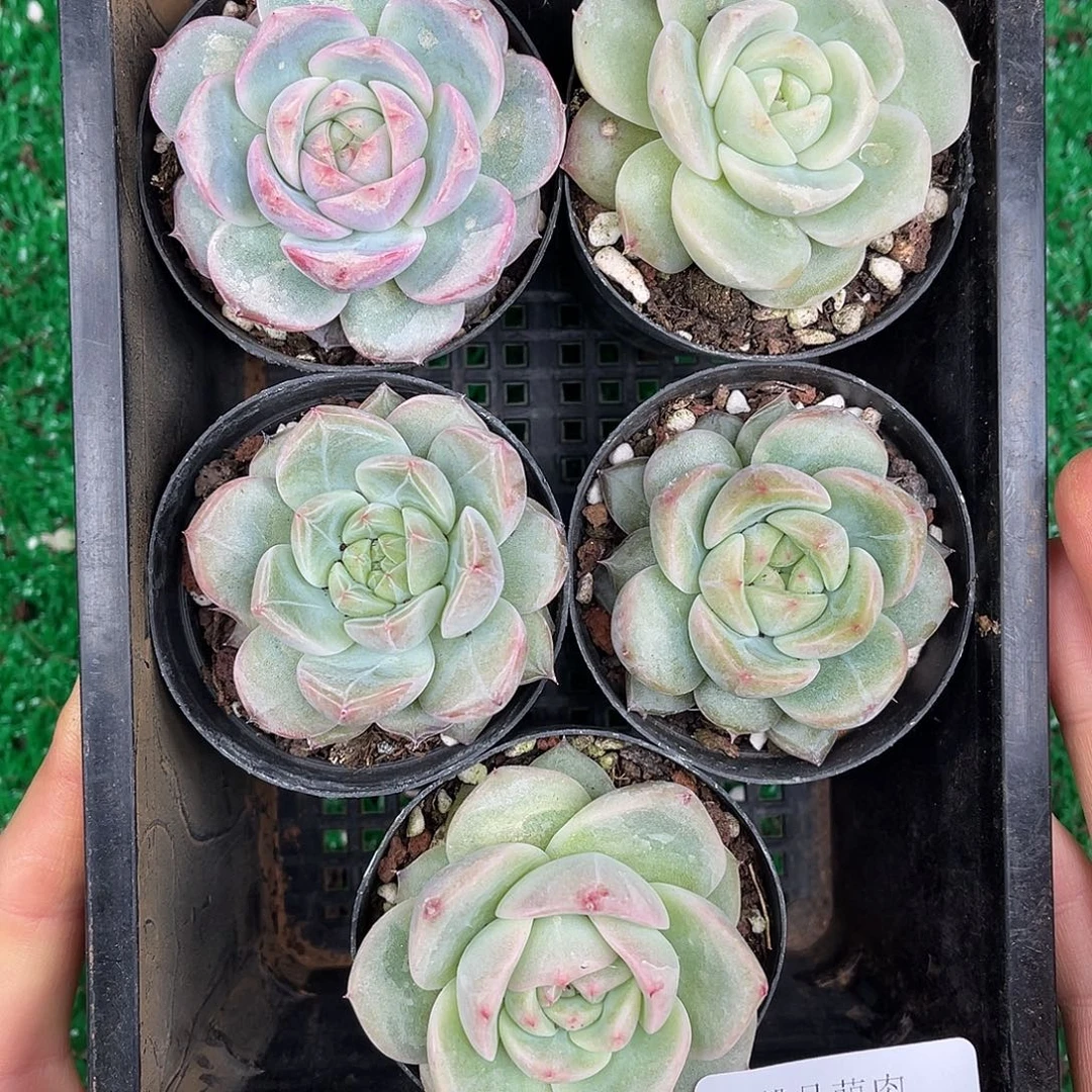 多肉杂交一物一拍1-48