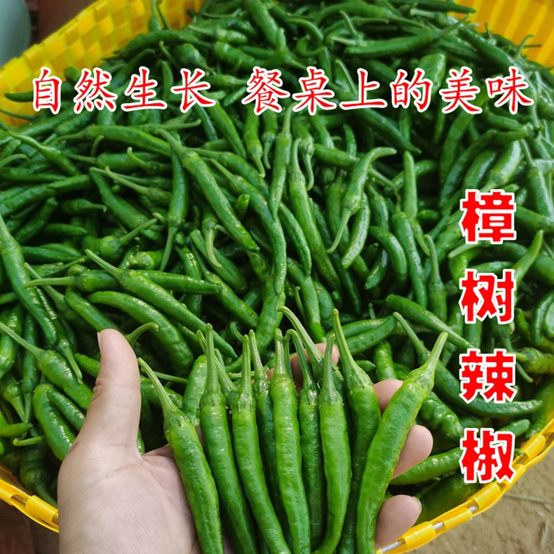 湖南正宗樟树小青辣椒新鲜现摘皮薄肉厚微辣发财椒新苗椒精品上市
