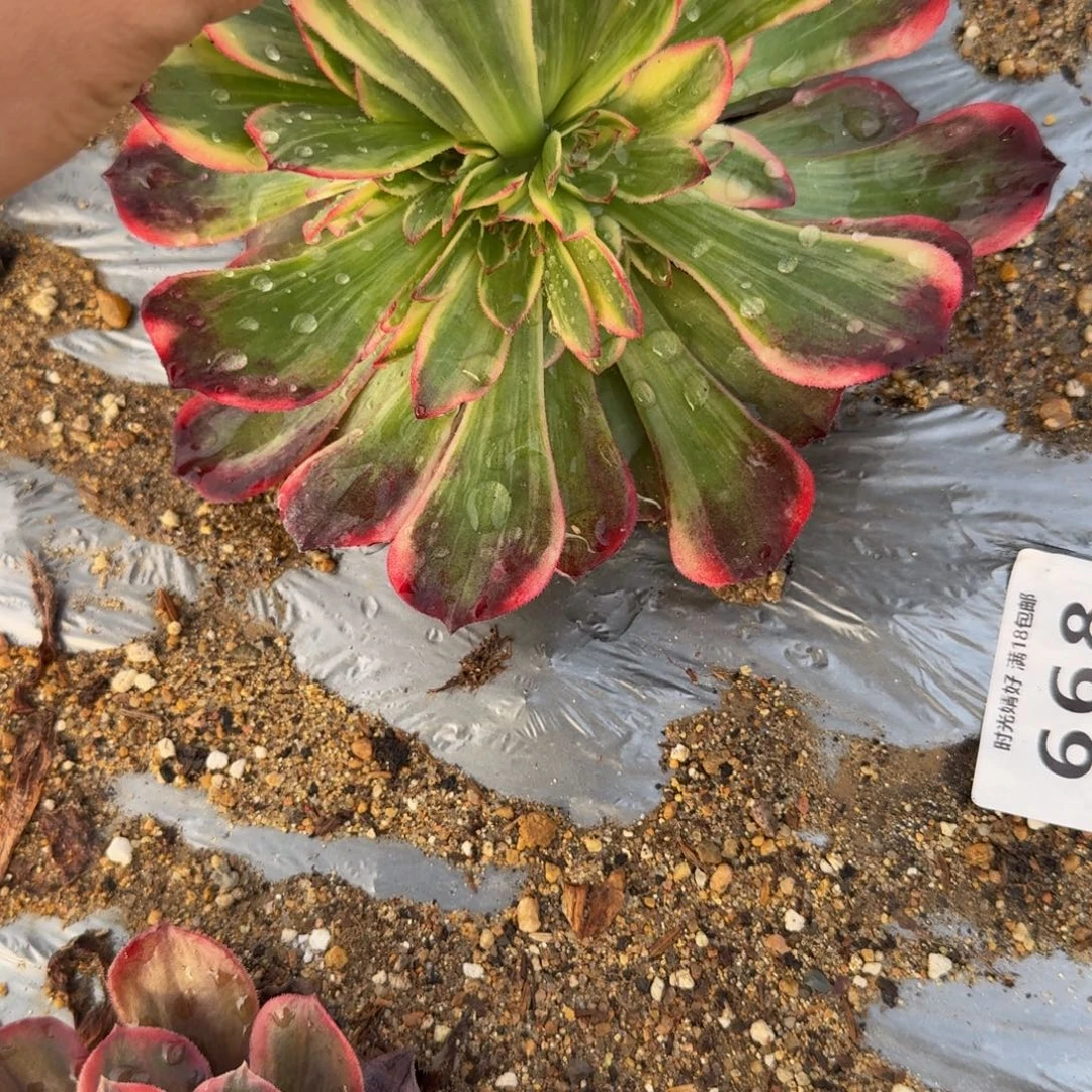 385红花郎。多肉植物