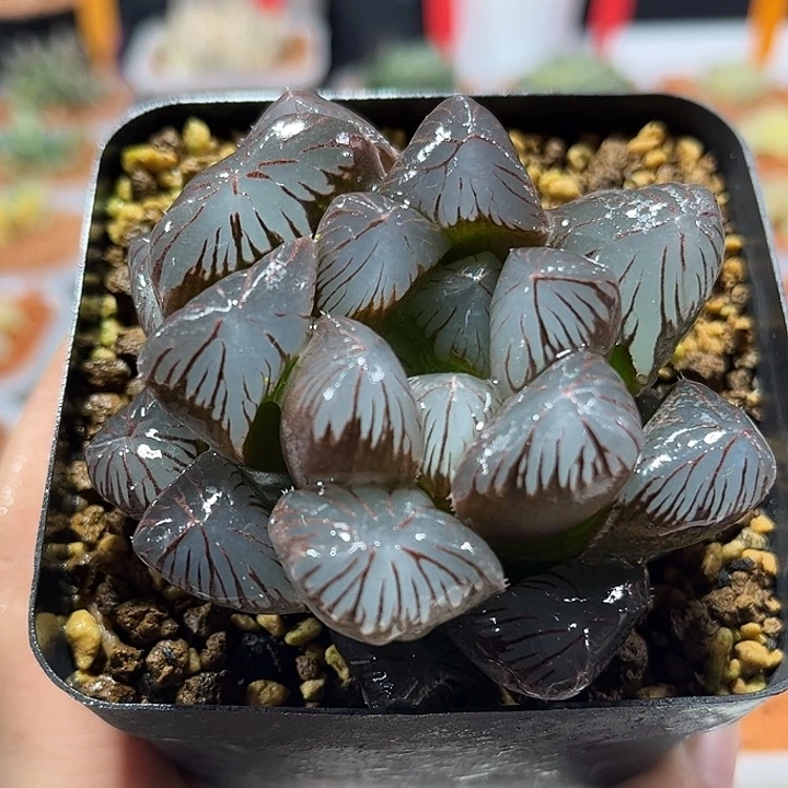 十二卷多肉大窗冰灯