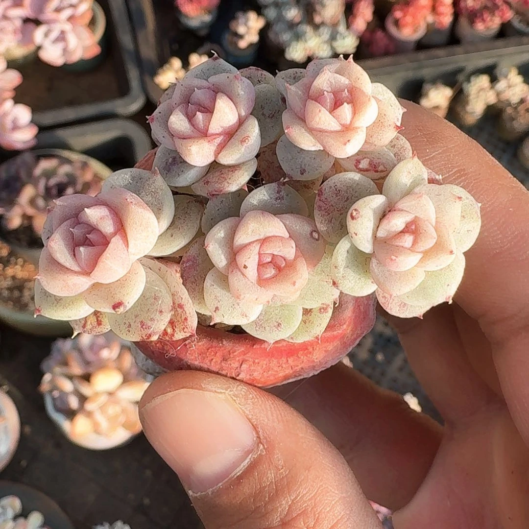 多肉佳人石化群生5头长腿