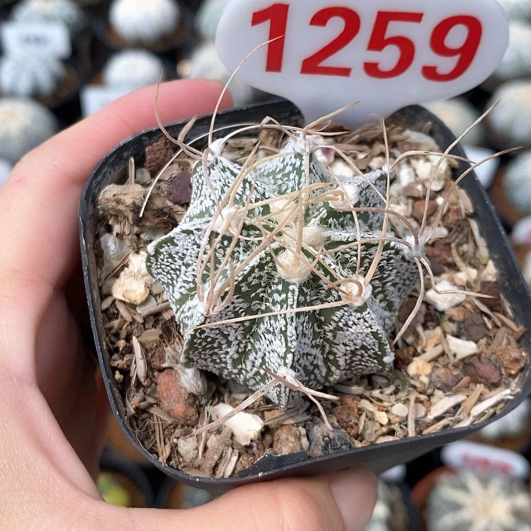 1259栾凤兜系列产品