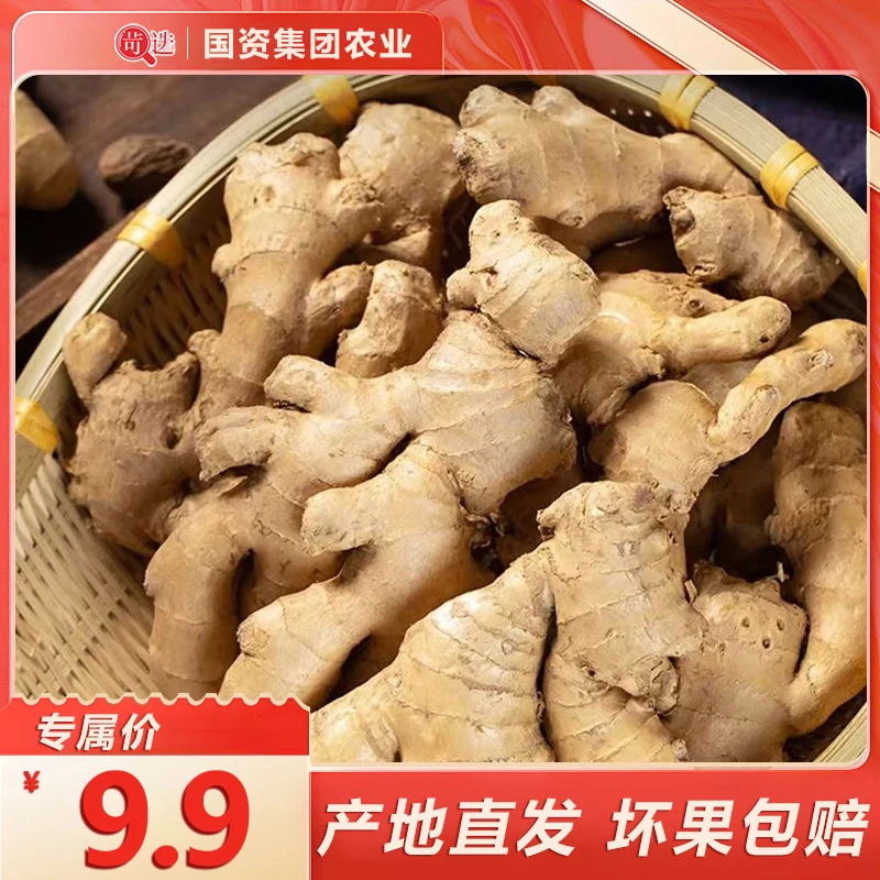 新鲜焦作生姜怀庆府特产辛辣姜净重1斤