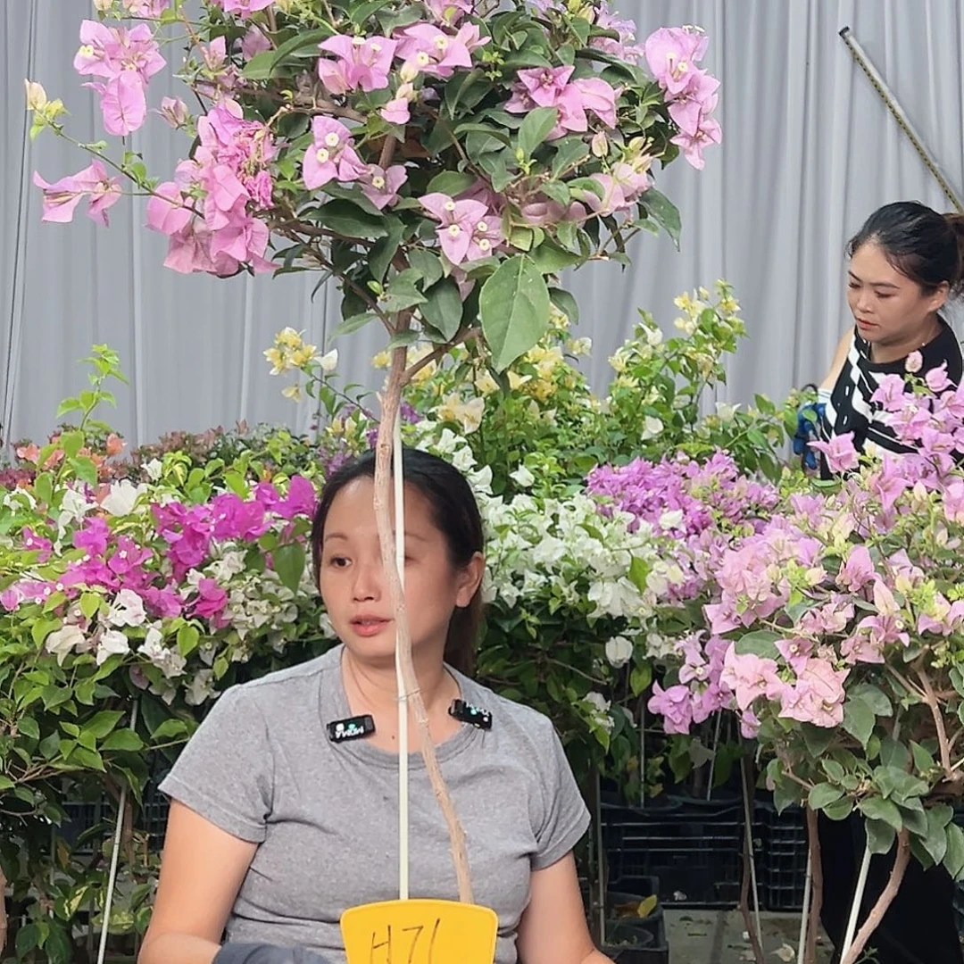 兰****当前无花栽培后可以开花H71巴西紫