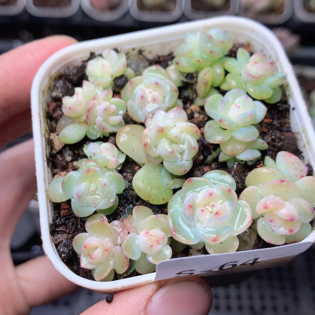 无花朵S64甜心混yyyyy