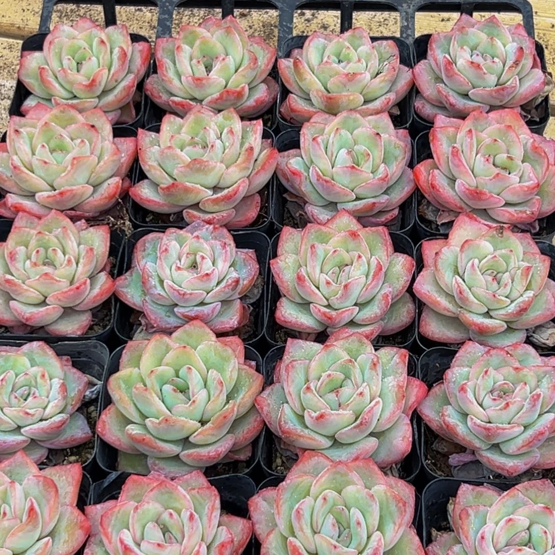 666多肉菜的做法和方法一