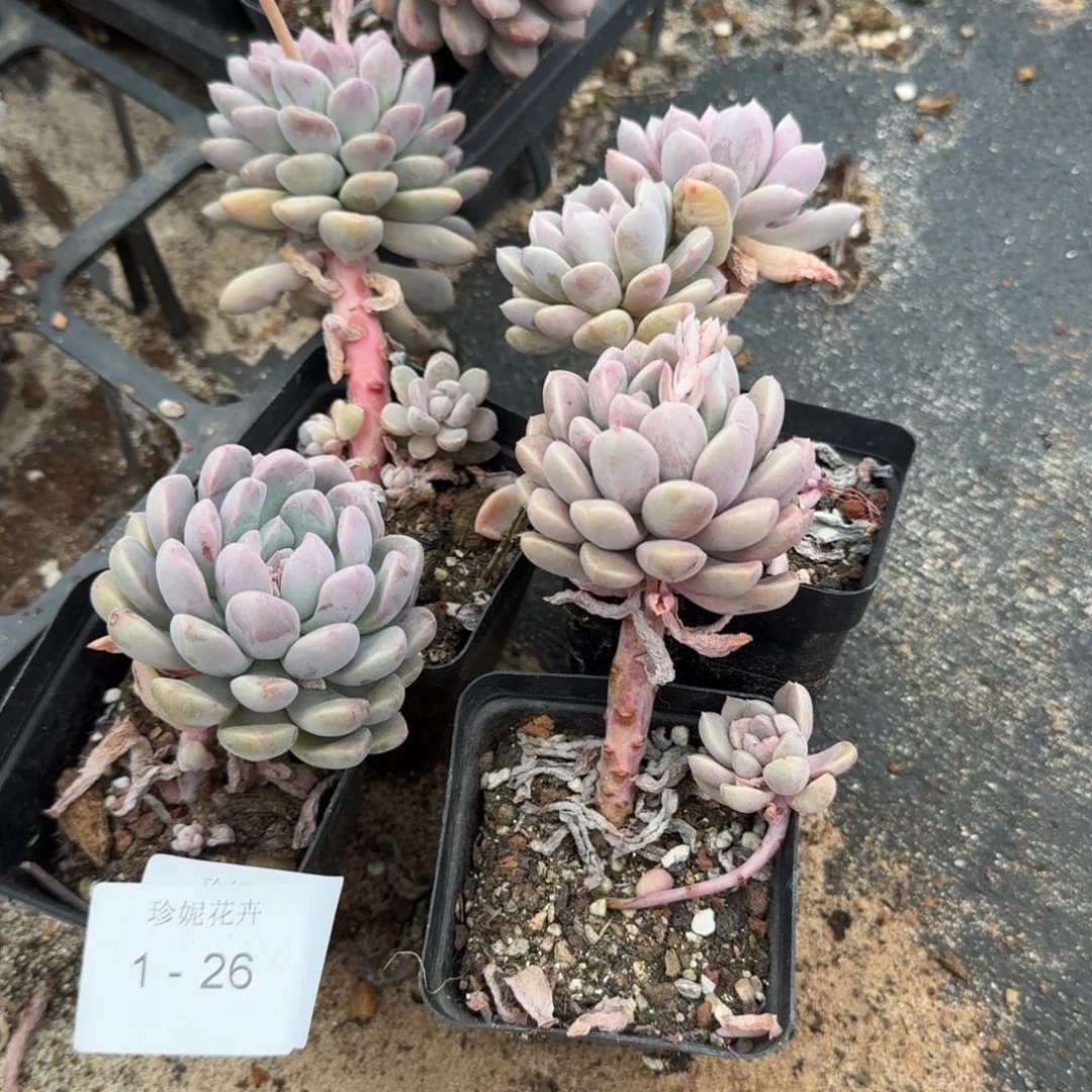 月影桃蛋杂交四颗1-102