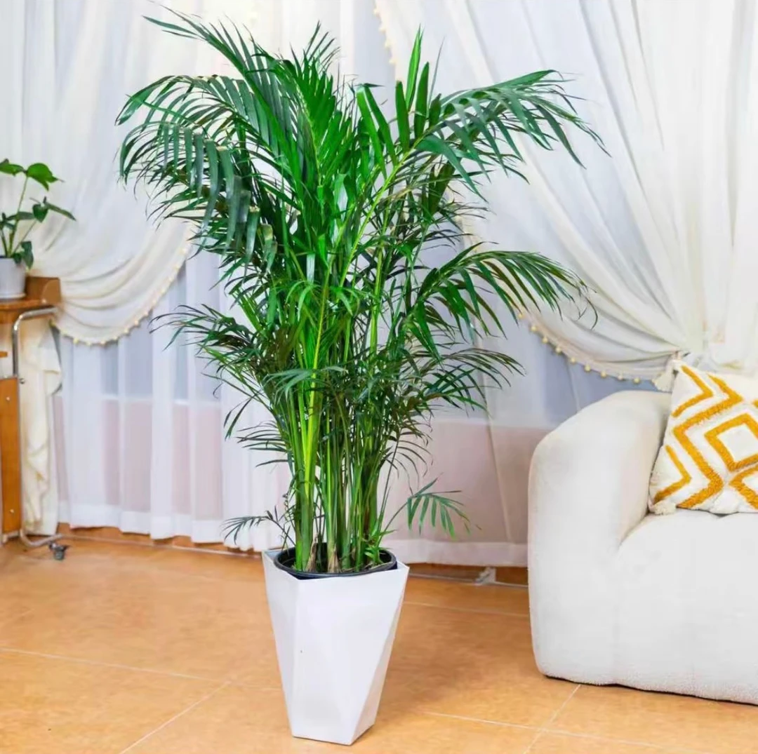 【1.2-1.4米】富贵椰子防辐射添氧美观办公室散尾葵客厅水培植物