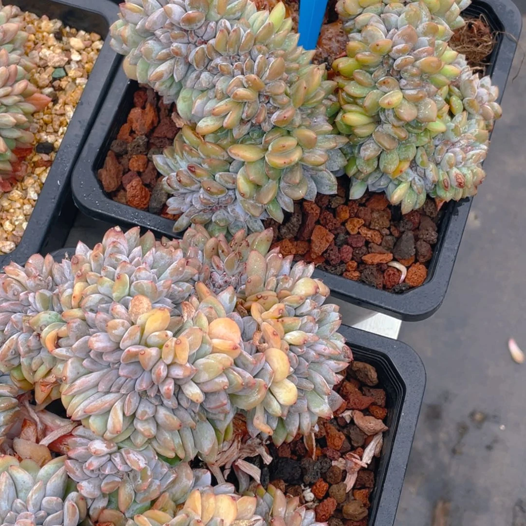 0618-13-高板石榴籽星影缀化一颗