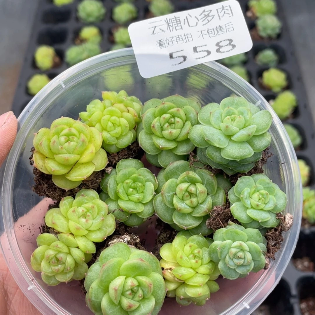 云糖心多肉植物558