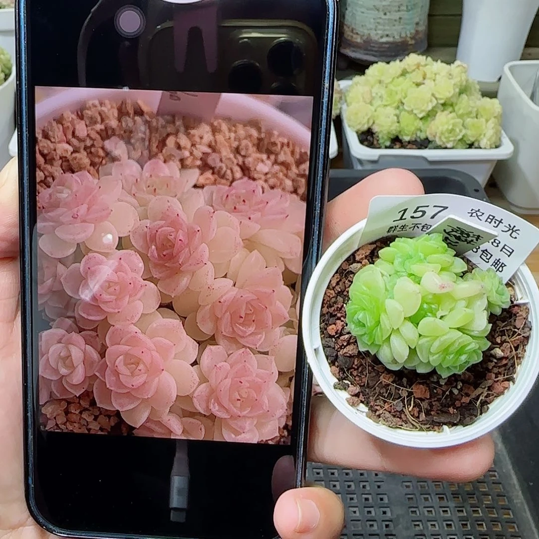 【闪购商品】0428-157（菠萝23-1）