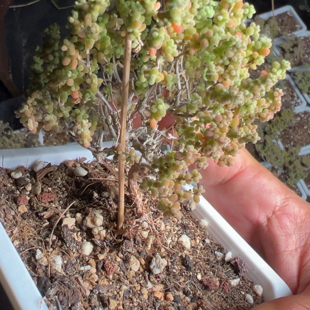 10白方小小米老桩福利