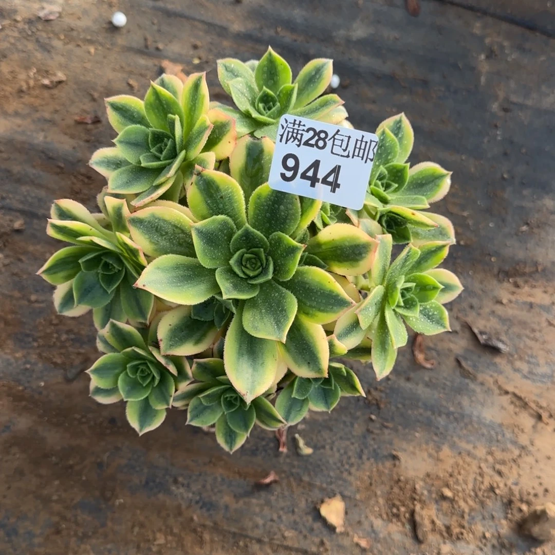 星爆多肉944满28包邮断枝不包