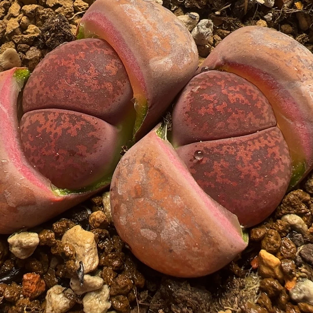 8年酒红紫薰母本带盆