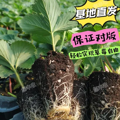 峰翼苗圃 您丰收草莓穴盘苗 家庭园艺 阳台花园菜地均可种植