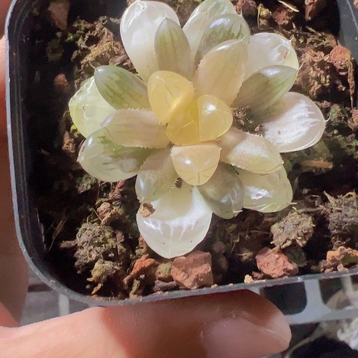 琥珀玉露精品多肉植物大战