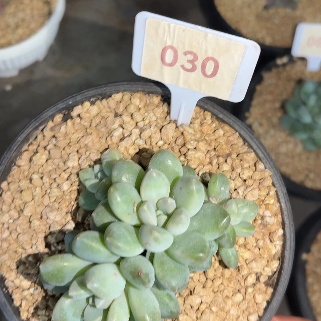 奶糖7777777777777777