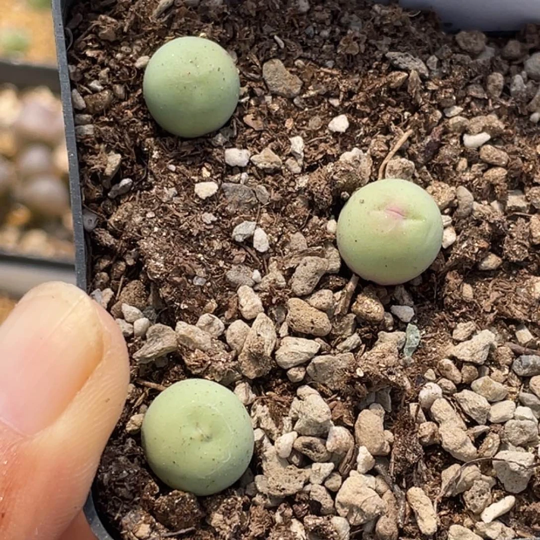 5-61鸽子蛋多肉植物