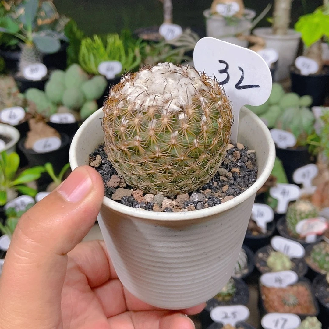 伊莎贝拉一物一拍