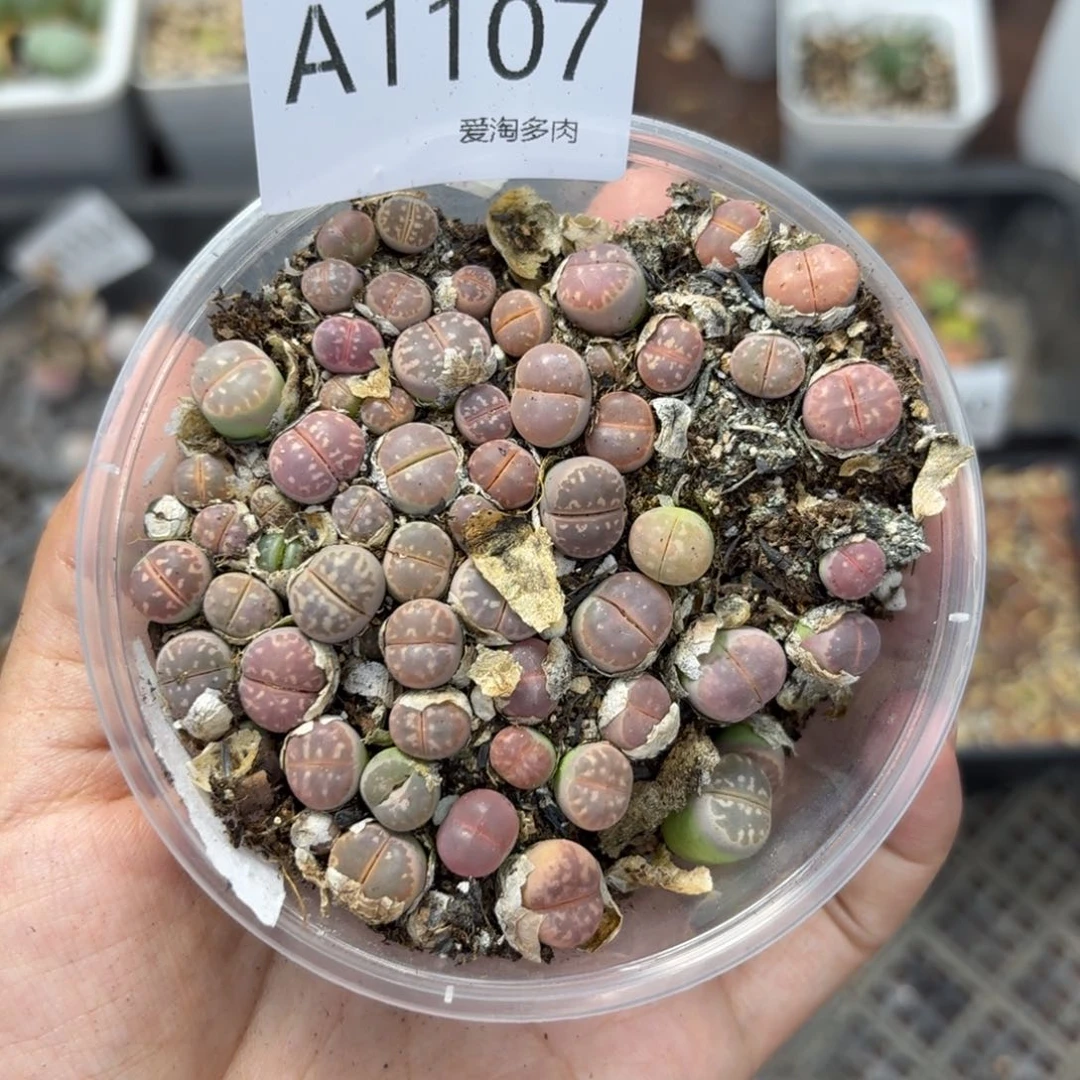 1107 生石花和肉锥