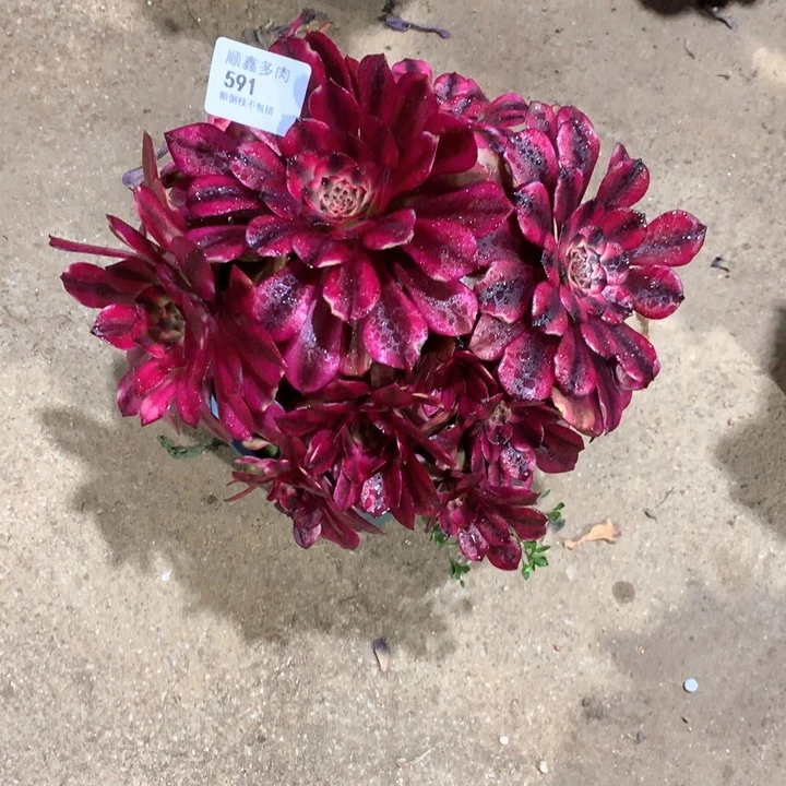 591美肌多肉植物