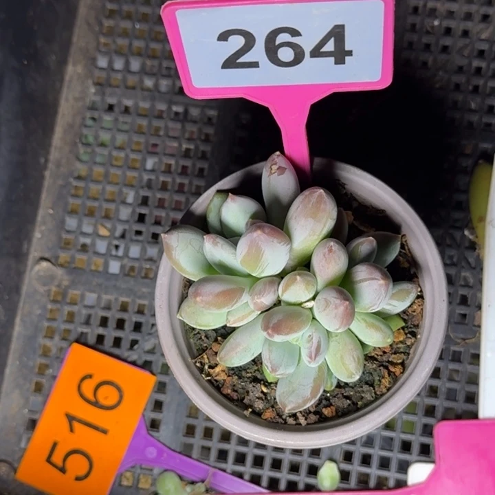 多肉植物彩色美人264