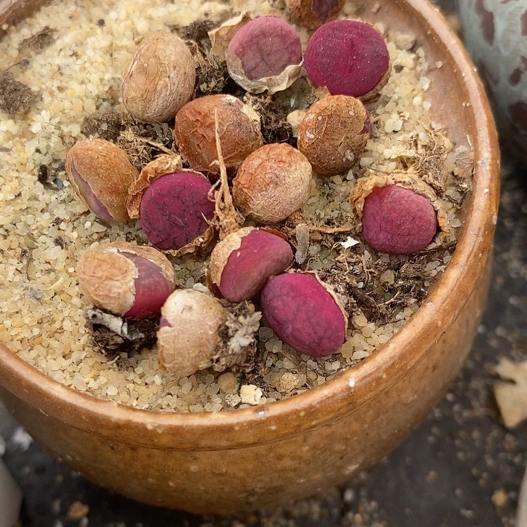 钻墨杂交一颗。