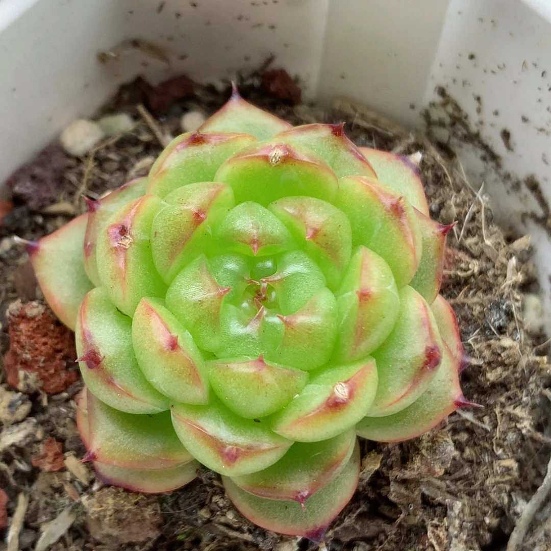 58包邮  群生不包整15