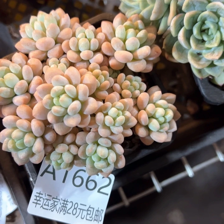 幸运的是我的朋友