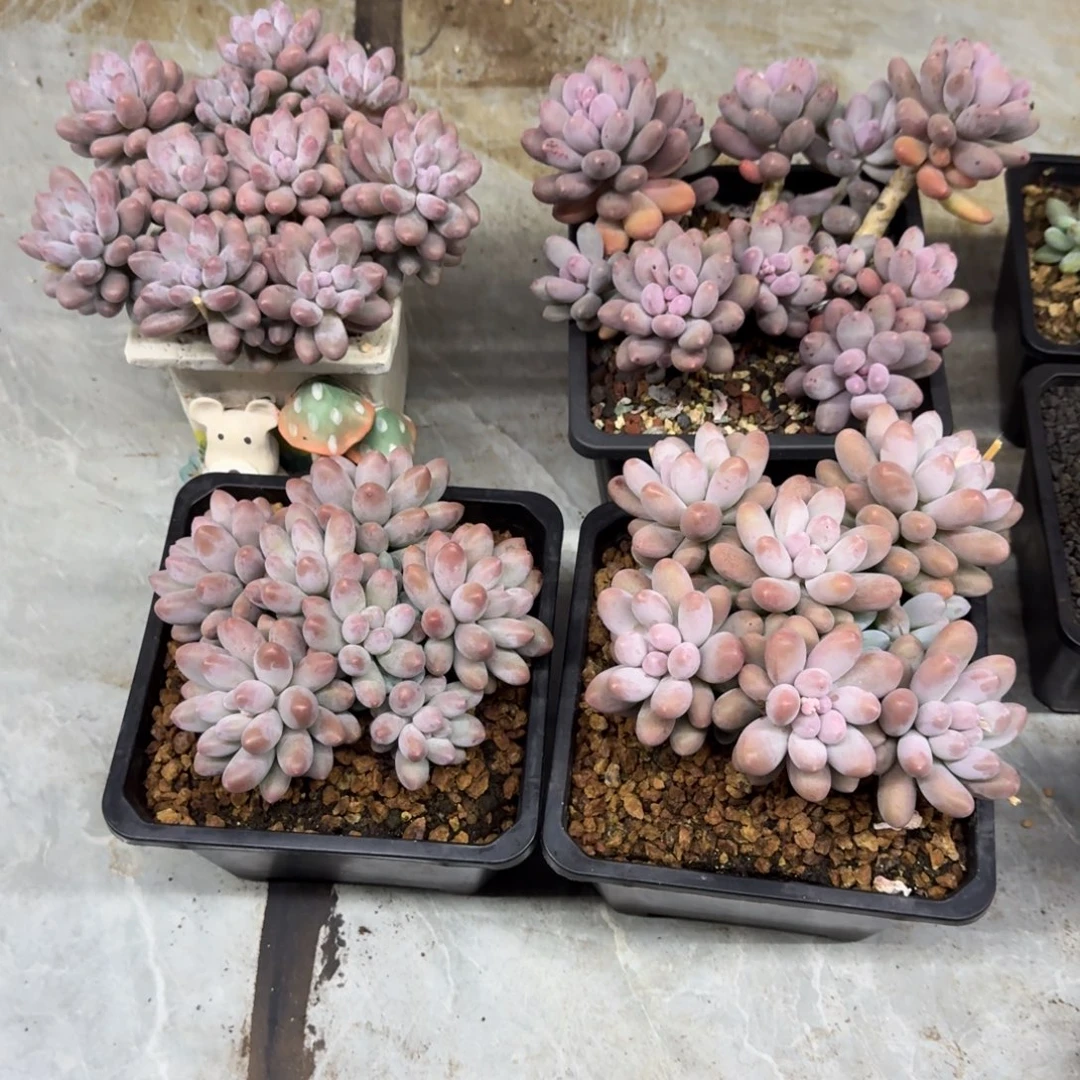 京***观汤圆 4颗 一物一拍