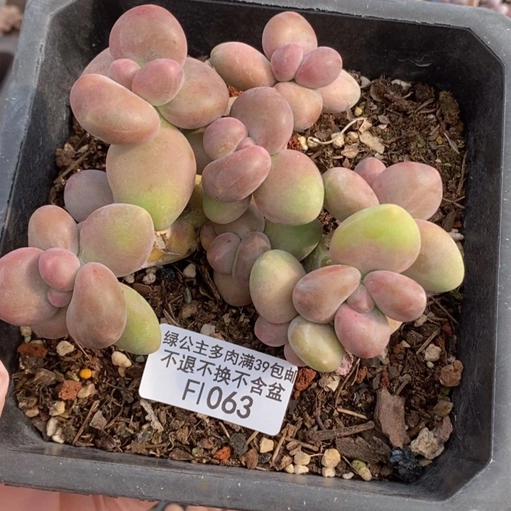 芒果奶9cm1063多肉植物