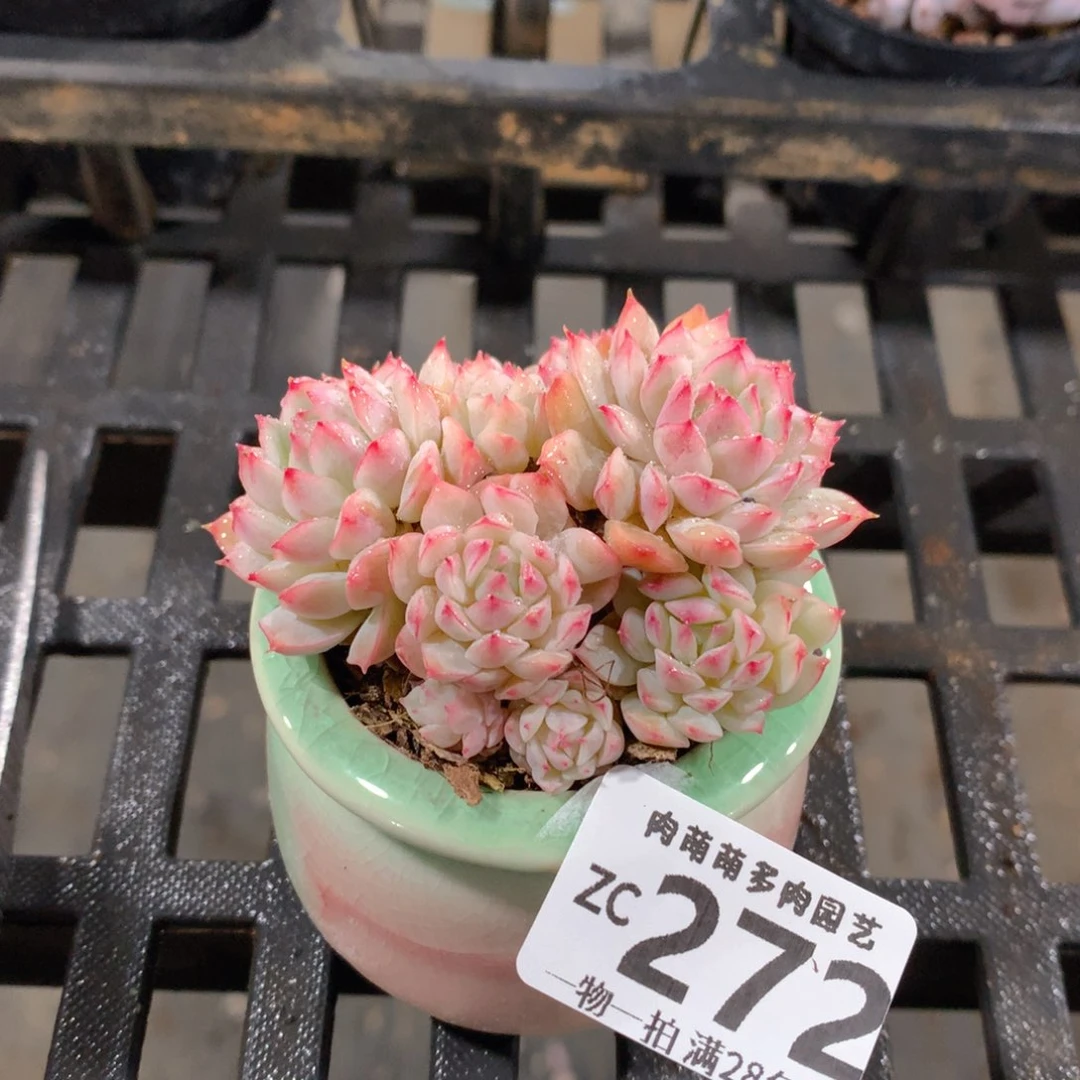 肉萌萌拇指盆精控多肉ZC272