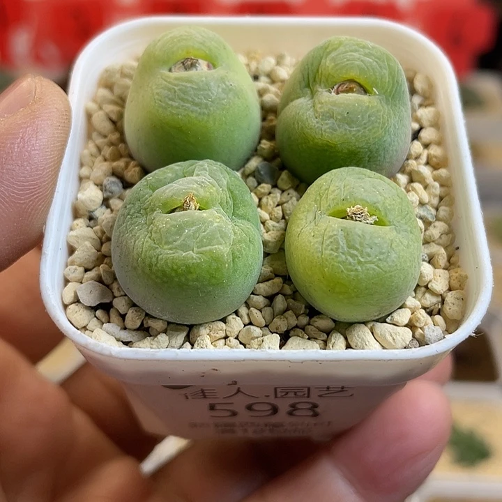 佳人园艺多肉生石花翠光598