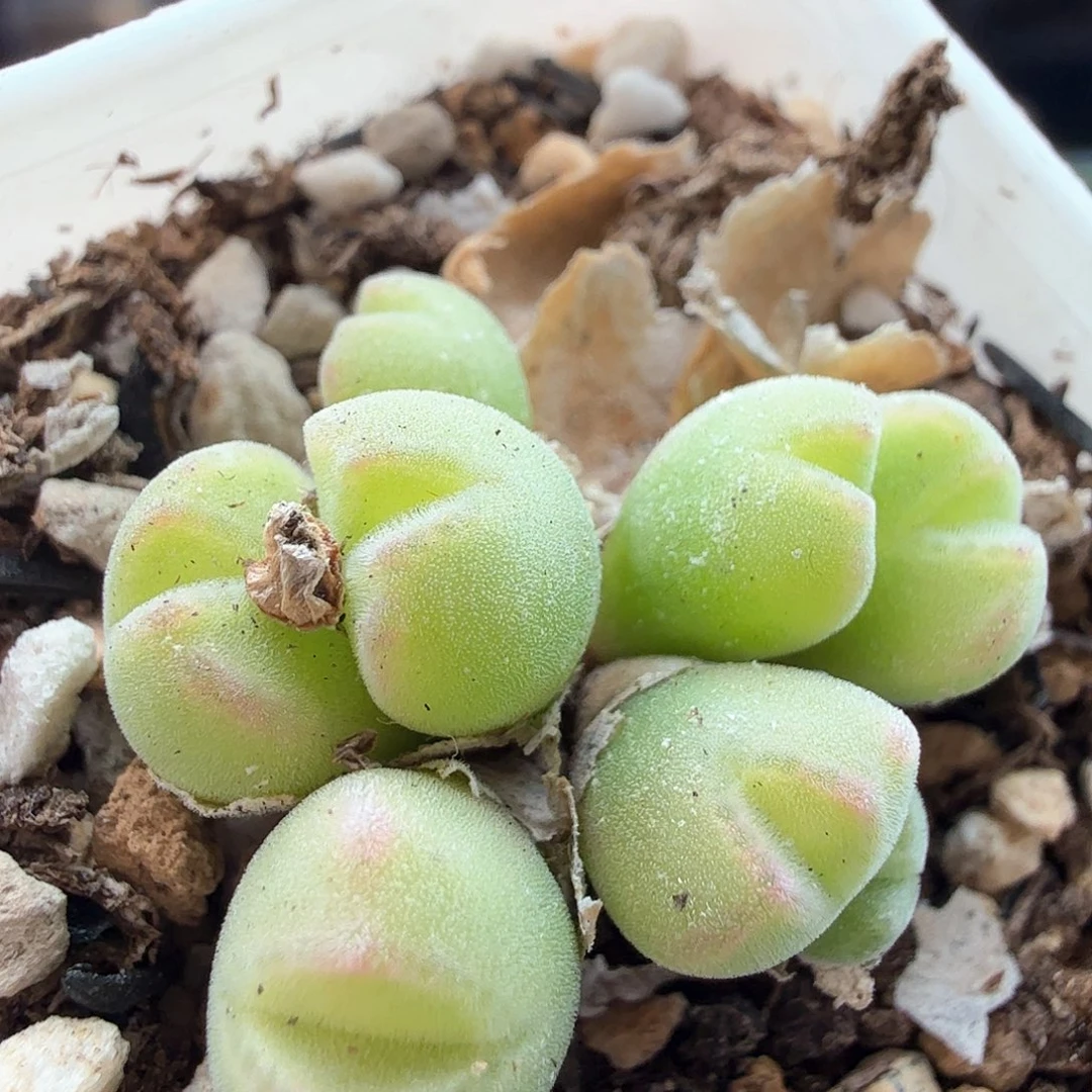 2.10.65/小米雏/多肉植物