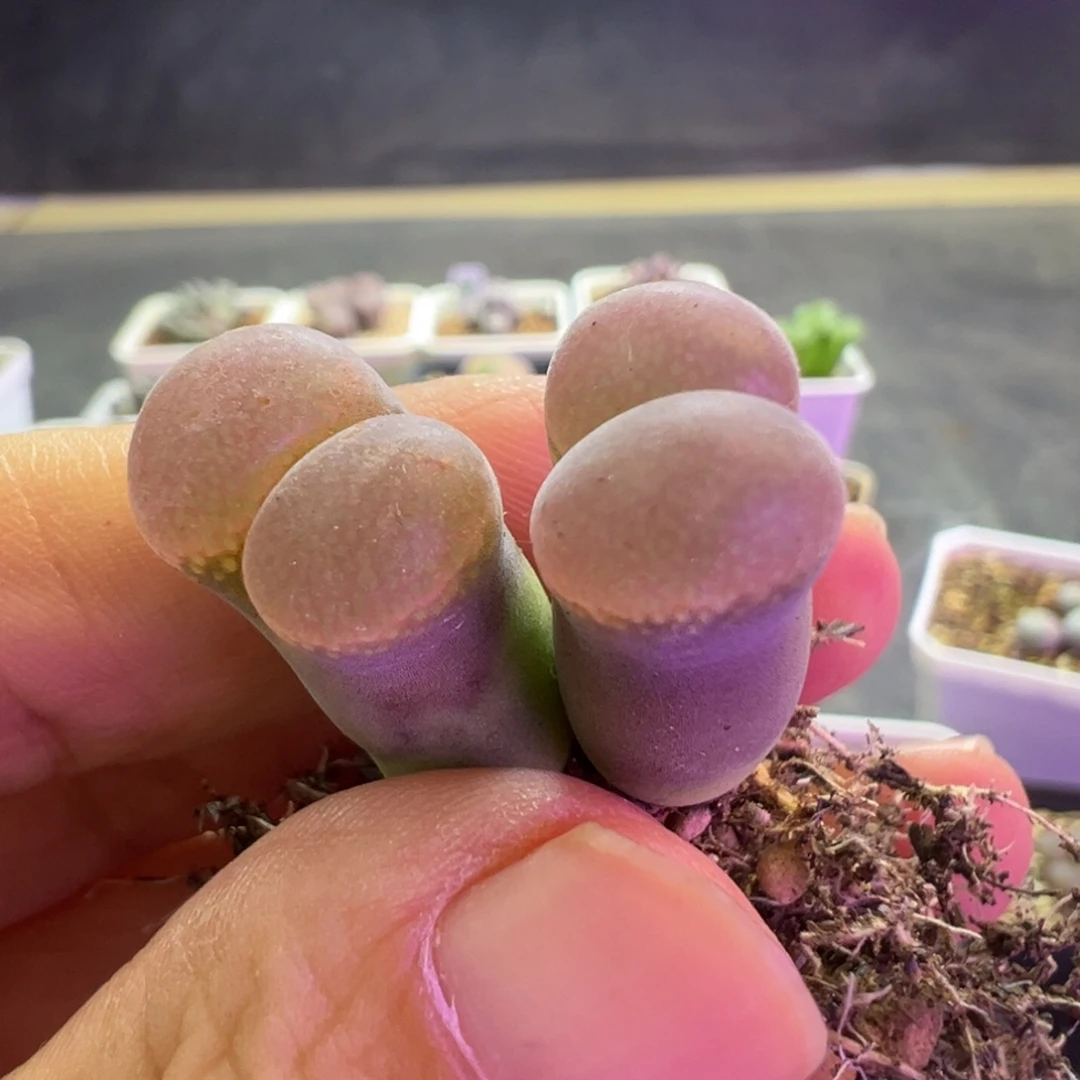 ****专拍专拍肉锥植物