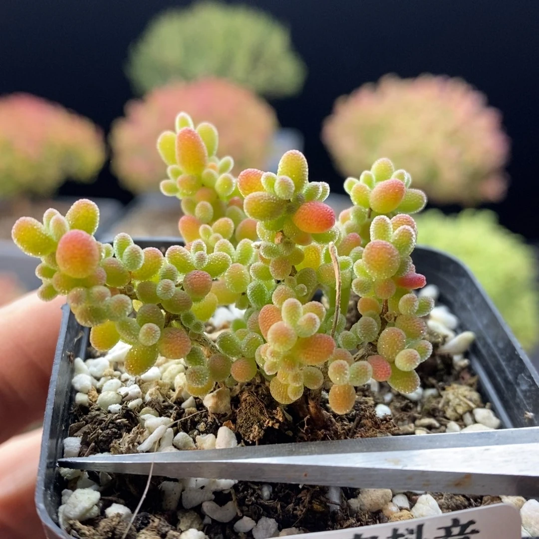 744蜜橘糖球。