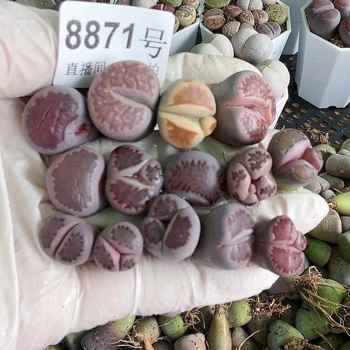 8871 好养易活生石花大母本12个小怪小奔1.2cm左右有点小有点邹特