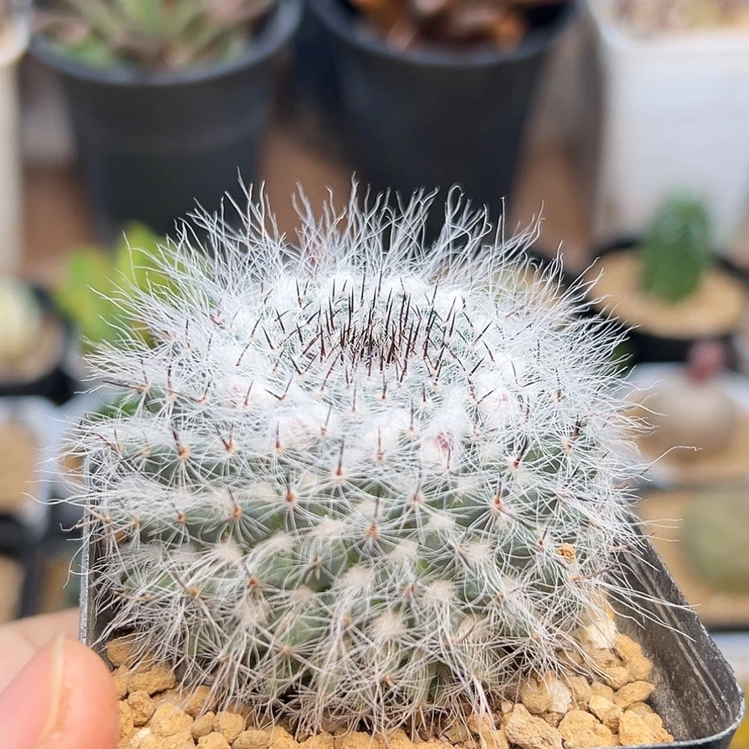 黑刺恋山彦杂交实生球