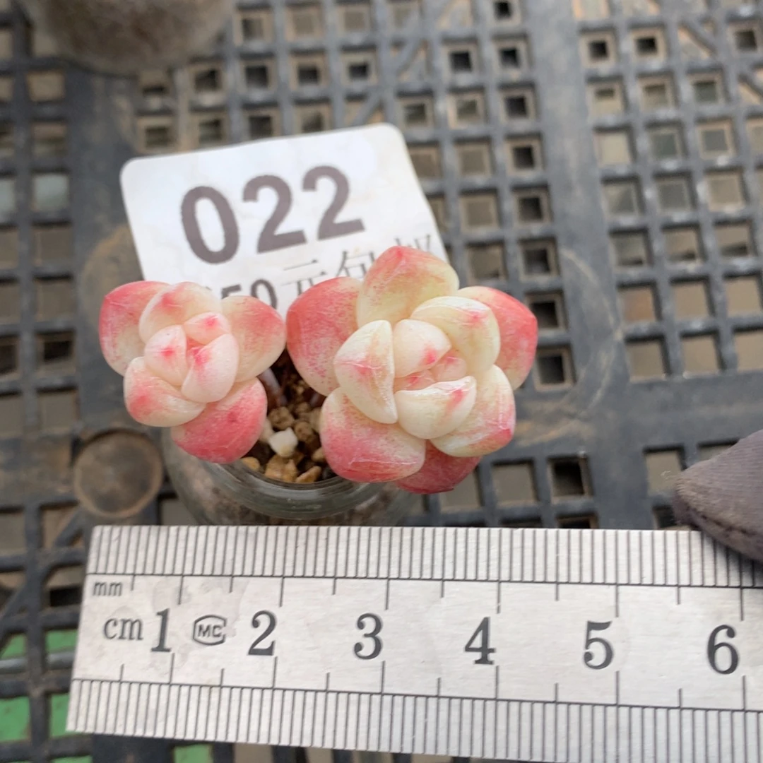 22。玻璃瓶冰玉双头。