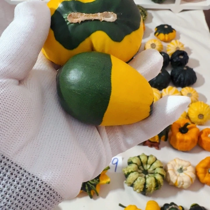 黄****你墨西哥七彩葫芦青皮