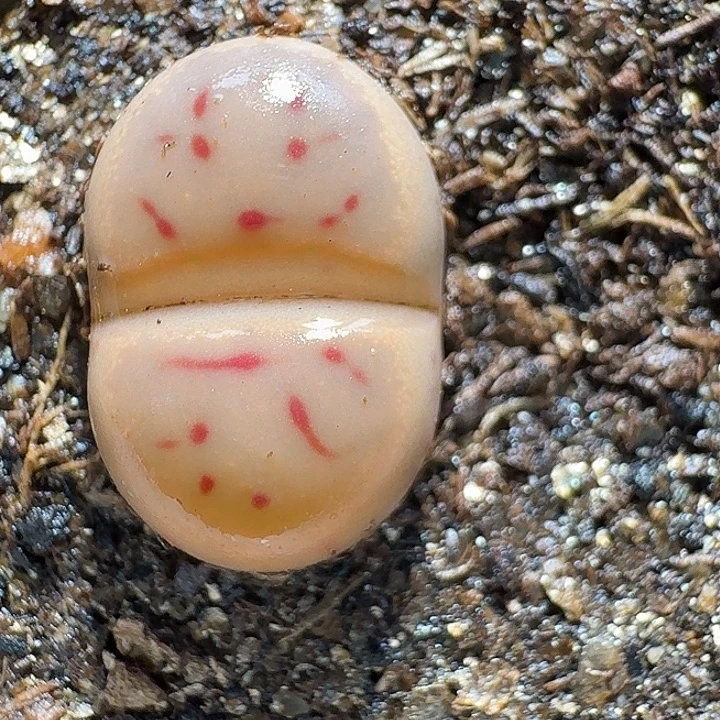 生石花22:：：/。 536号