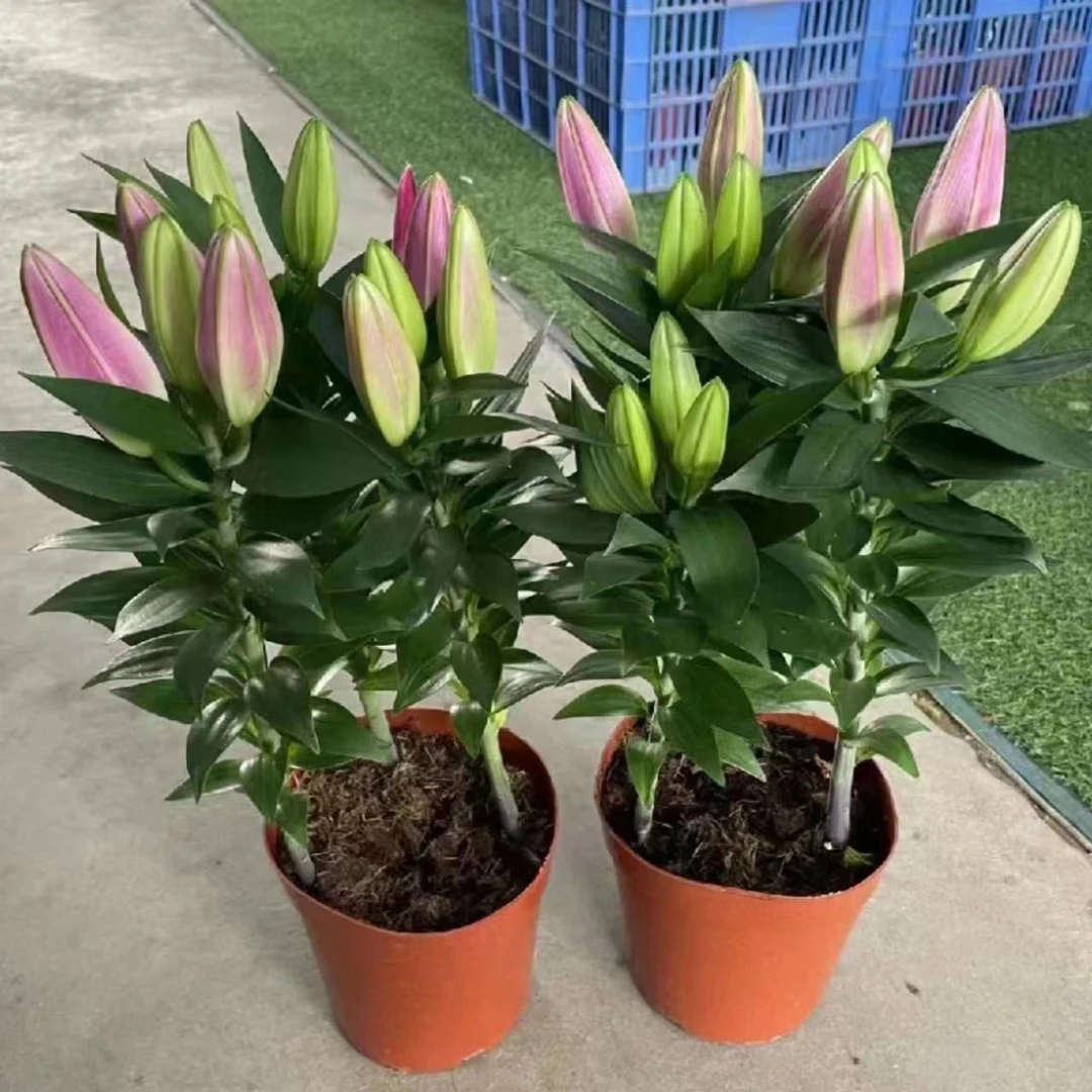 百合花盆栽带花苞室内浓香型花卉客厅香水百合鲜花植物阳台盆景花