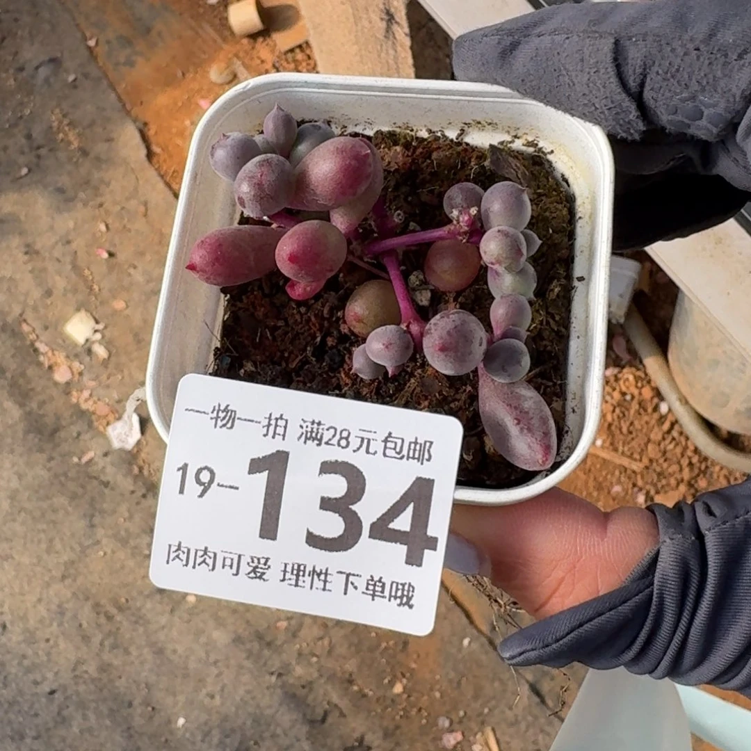 紫泡泡无盆土发货无