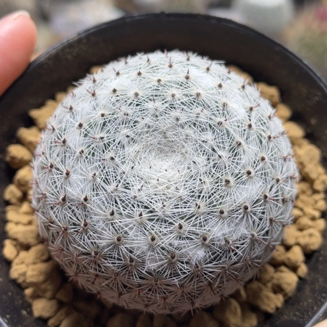 恋山彦          实生根