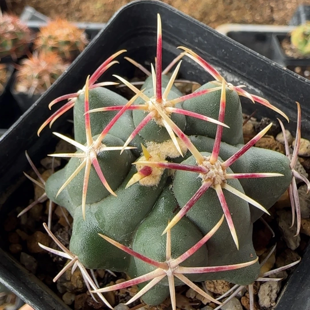 041实生大红鹰多肉4.8