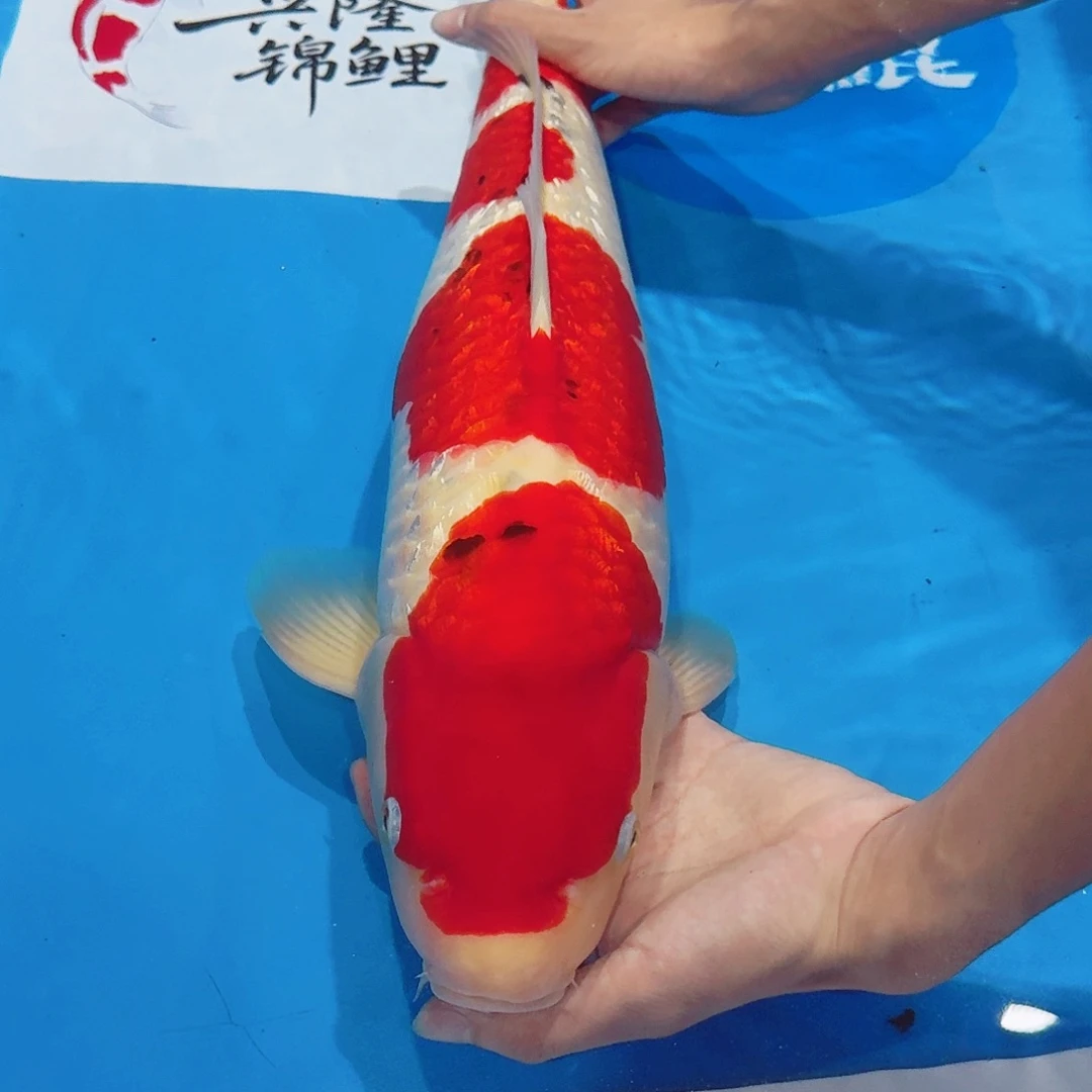 海水佛山兴隆锦鲤