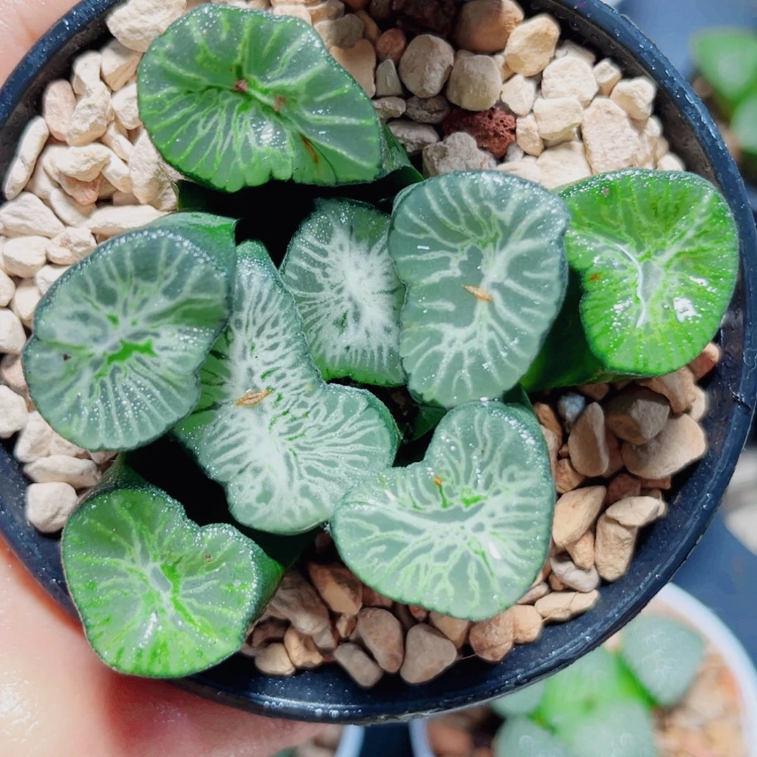 翡翠龙万象多肉植物