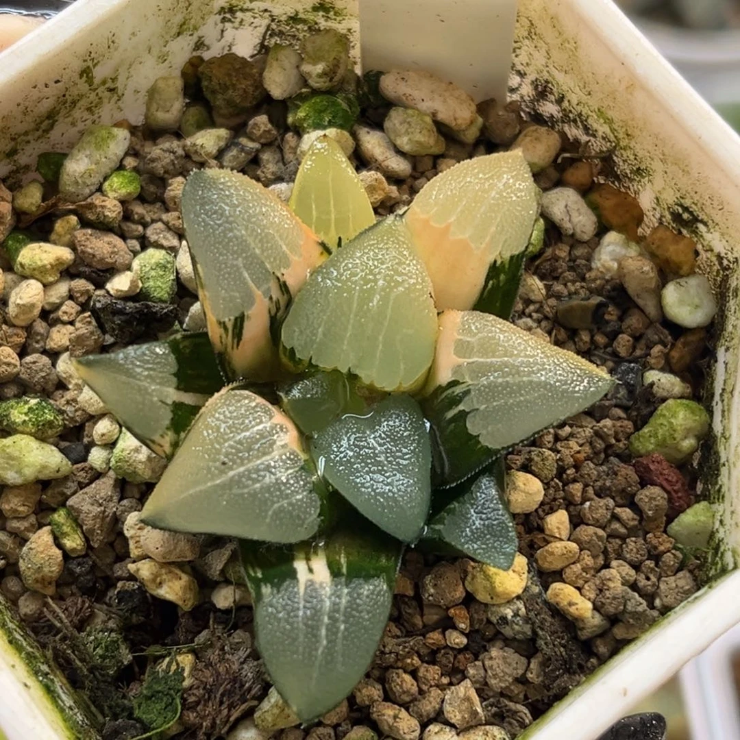 21春春克锦福利专场