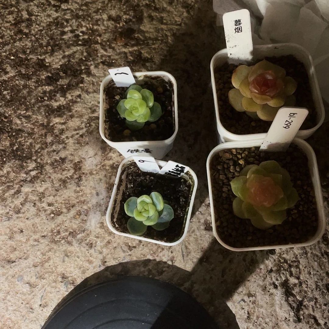 铁蛋 叶子带出芽一个满25包邮